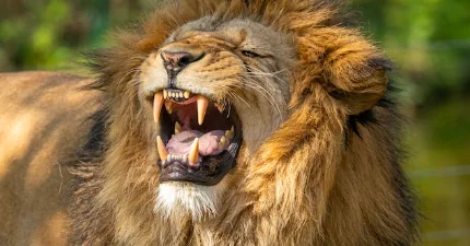 Intelligenza artificiale per parlare con gli animali